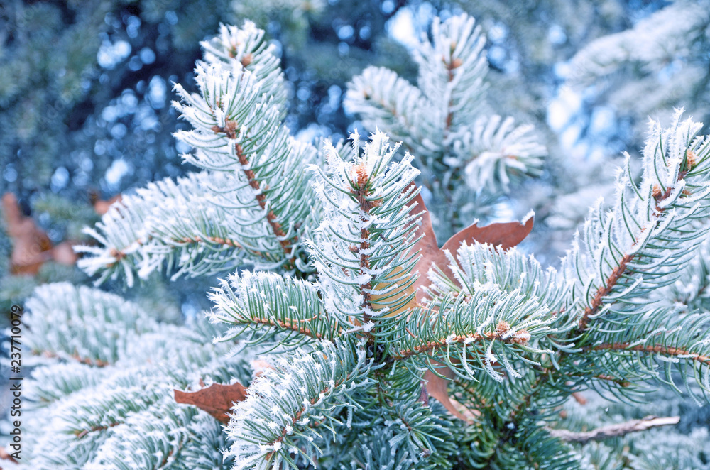 Coniferous pine branches covered with frost. Pine, ice and snow.