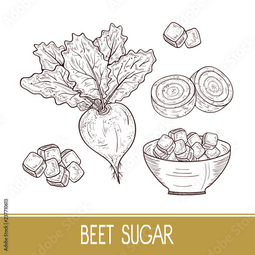 Sugar beet. Root, leaves, sugar, bowl. Set. Sketch. Monophonic.