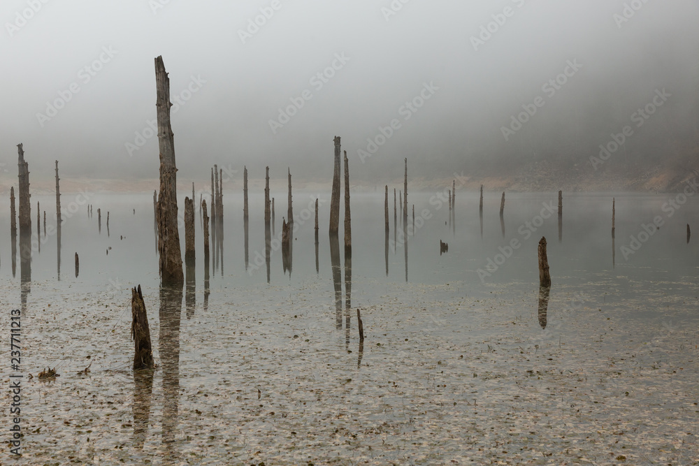 Sülüklü Göl (Leech Lake) with fog and decaying trees in the Bolu mountains of Turkey