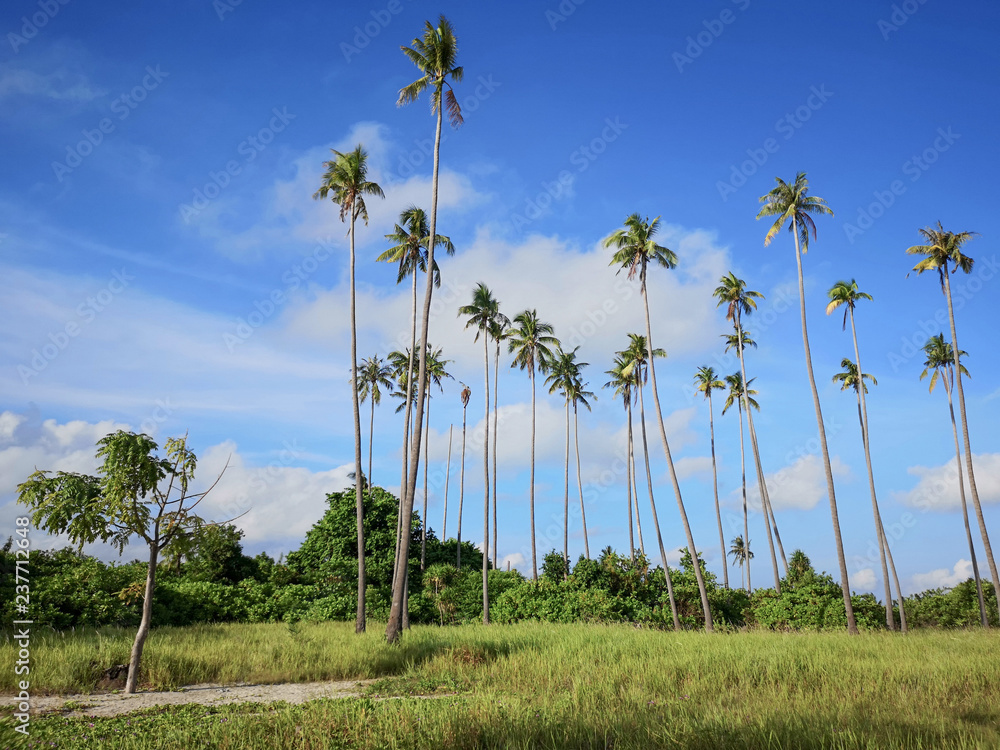 Fototapeta premium Stunning view of the island with the coconut tree and blu sky view.