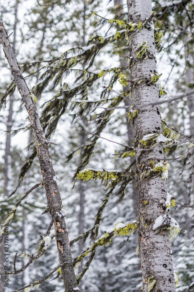 Moss and Trees in the woods with snow in the winter Moss and Trees in the woods with snow in the winter