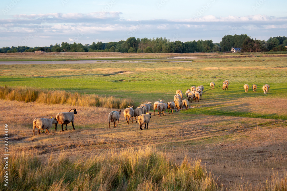 Obraz premium animal mouton dans le pré