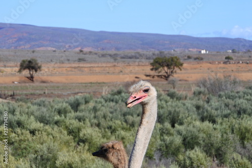 Photography Strauße auf einer Straußenfarm in der kleinen Karoo in Südafrika