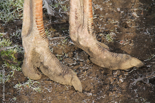 close photo of feet of ostrich (Struthio camelus)