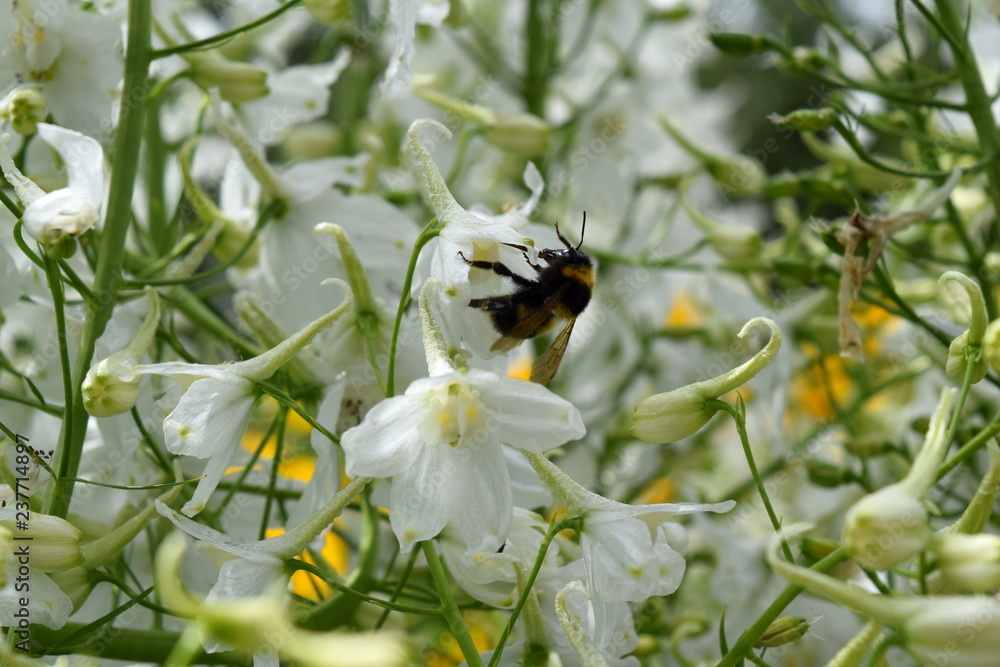 Obraz premium striped worker