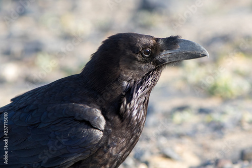 Northern Raven at Fuerteventura Canary Islands