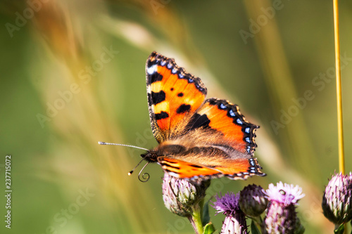 butterfly with sensory horn