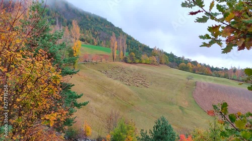 Sheep grazing on a hill in the French Alps, guided by a shepherd and his dog.
Location: Lake Serre Pon√ßon, south east France photo