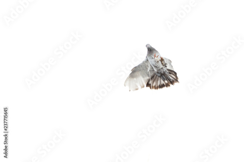 Photography tethered flying pigeons at the bird market in Istanbul, Turkey