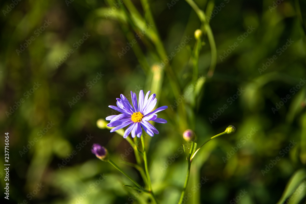 Obraz premium 자연의 보여주는 색