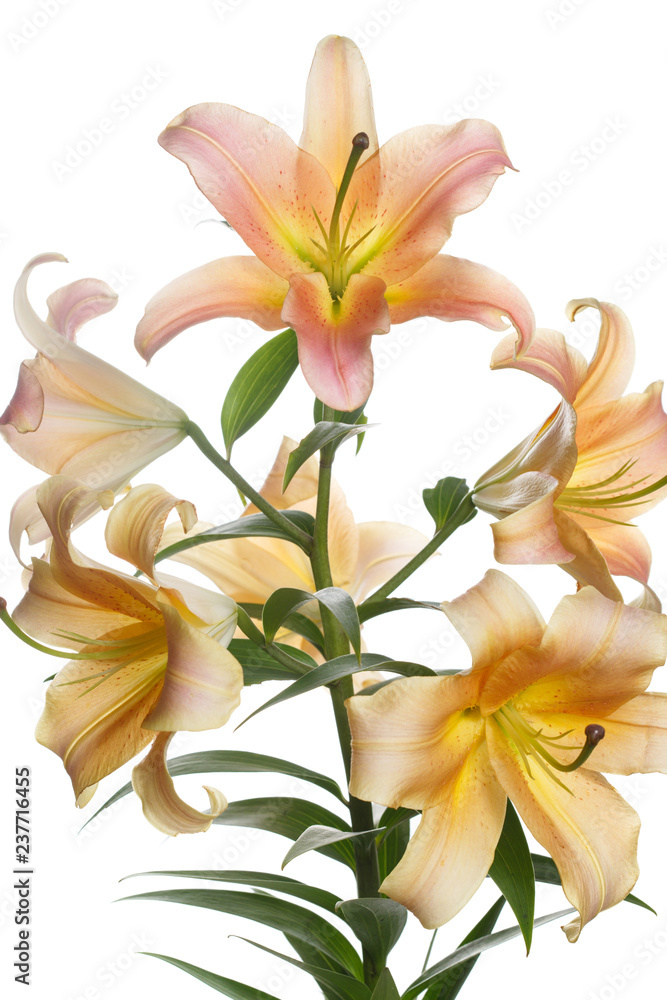 A branch of orange lily on a white background.