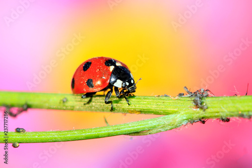 Tablou pe pânză lady beetle eat aphids on the plant