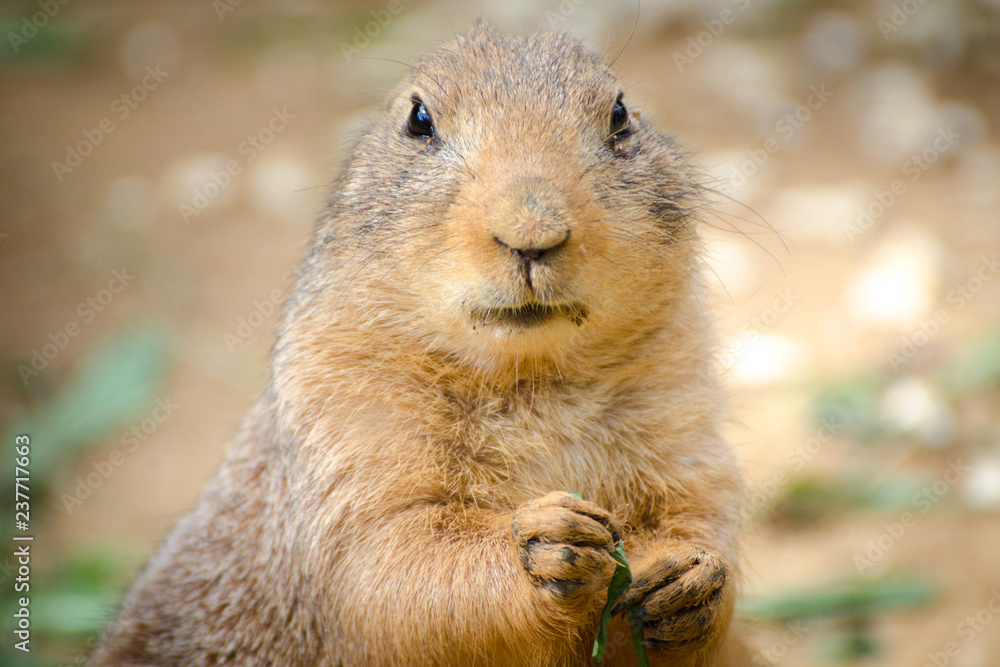 prairie dog close up portrait prairie dog close up portrait