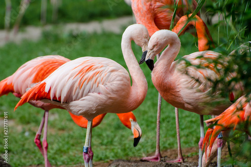 pink flamingos on green lawn