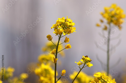 yellow canola field under blue sky summer day