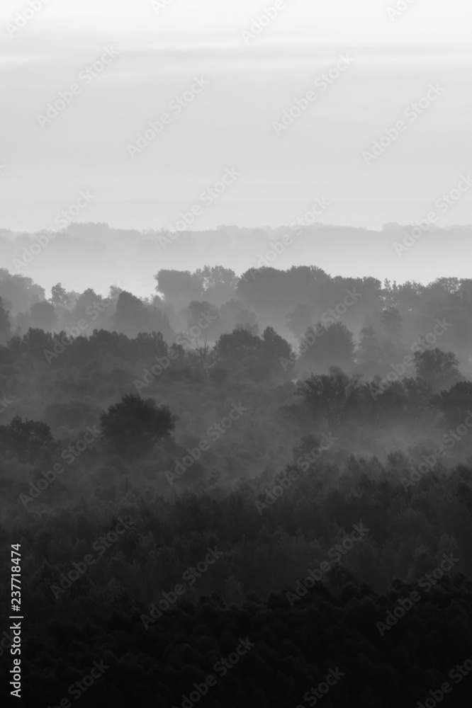 Fototapeta premium Mystical view on forest under haze at early morning. Eerie mist among layers from trees silhouettes in taiga in monochrome. Calm atmospheric minimalistic monochrome landscape of majestic nature.