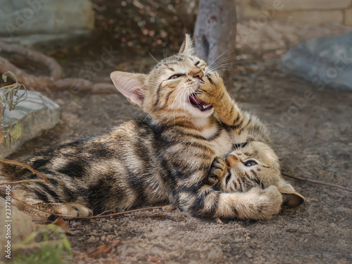 Photography Two young kittens playing and wrestling each other, Aegean  island, Greece