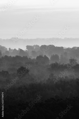 Mystical view on forest under haze at early morning. Eerie mist among layers from trees silhouettes in taiga in monochrome. Calm atmospheric minimalistic monochrome landscape of majestic nature.