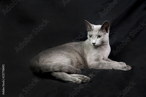 Fototapeta Naklejka Na Ścianę i Meble -  Kot Rosyjski Niebieski