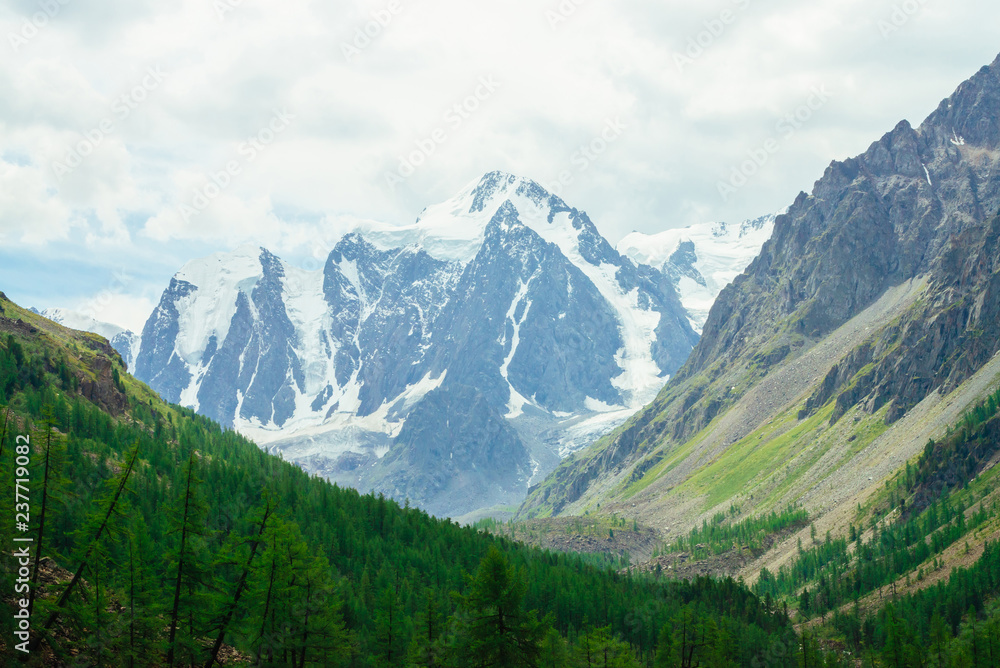 View on wonderful glacier behind coniferous forest. Giant amazing snowy mountain range under cloudy sky. Huge rocky mountainside. Rich vegetation of highlands. Atmospheric landscape of majestic nature
