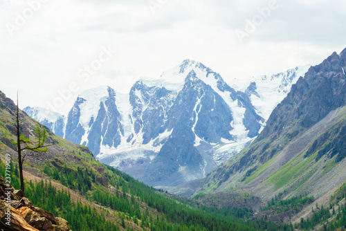 Small coniferous tree on stones on background of wonderful glacier. Larch on stony hill. Giant snowy mountains behind conifer forest. Amazing vivid landscape of majestic nature of highlands.