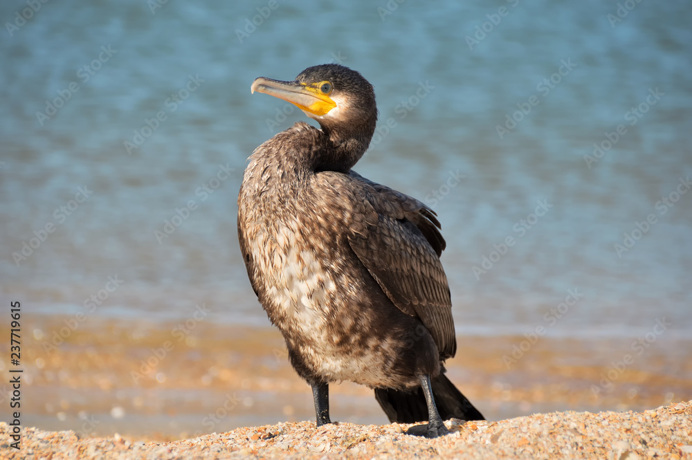 small Azov cormorant on the seashore in the sand