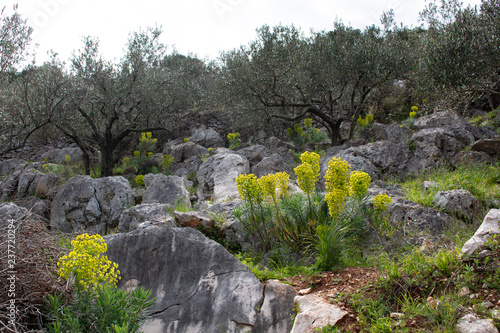 hillside with olive treesand yellow flowers photo