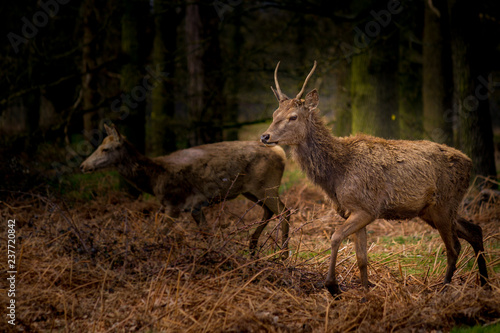 Deer in Forrest