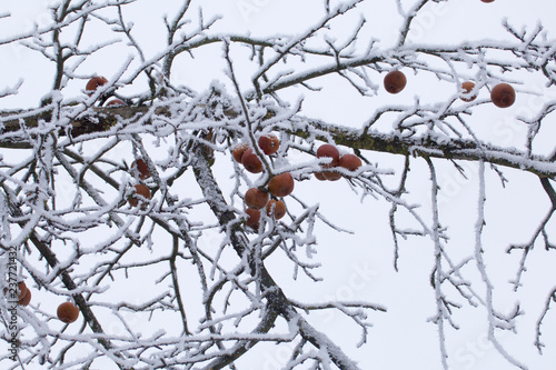 Winter Park. Bushes and trees are covered with thick frost. On the branches are hanging fruits of the autumn harvest.