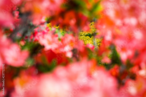 Blooming orange flowers