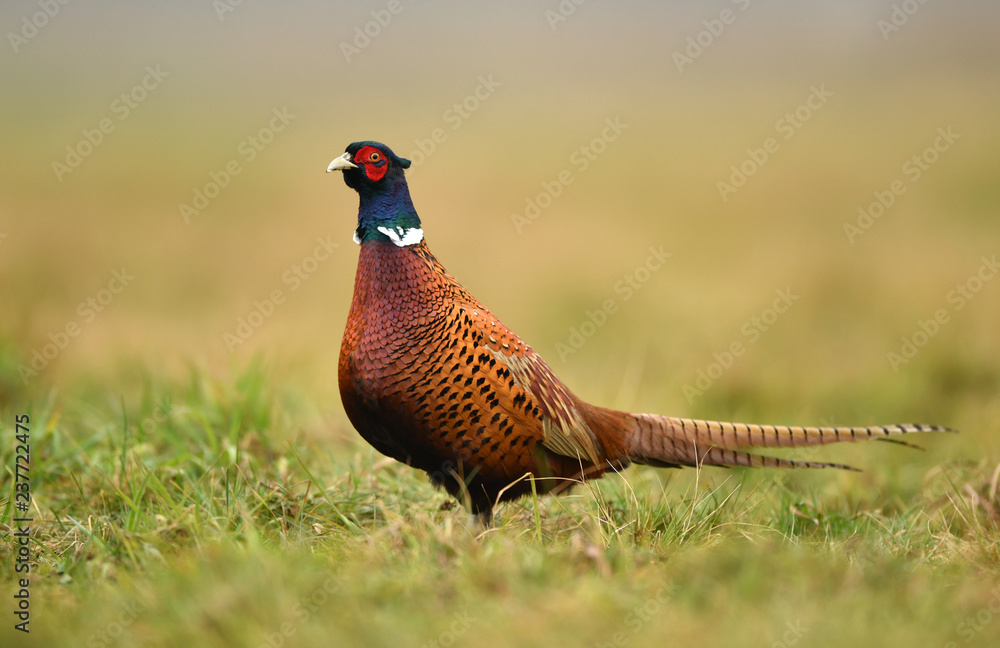 Fototapeta premium Bażant pierścieniowy (Phasianus colchicus)