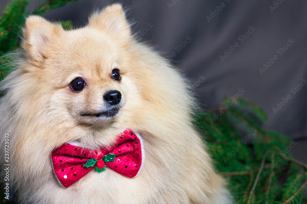 merry Christmas dog, puppy in a bow tie, pomeranian Spitz, happy new year 