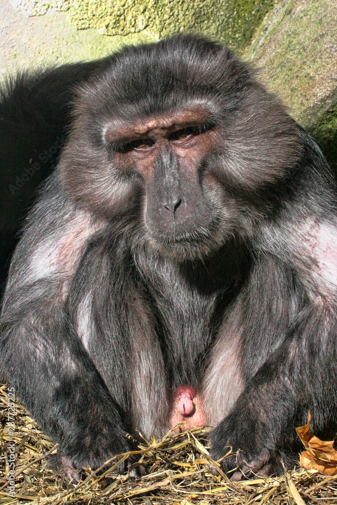 Obraz premium Adult male Tonkean macaque, Macaca tonkeana