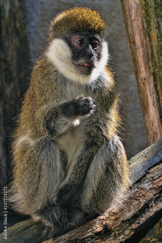 Bale Mountains vervet, Cercopithecus djamdjamensis, is a rare monkey Bale Mountains vervet, Cercopithecus djamdjamensis, is a rare monkey