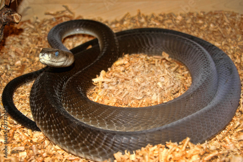 Black mamba, Dendroaspis polylepis, is one of the most feared snakes photo