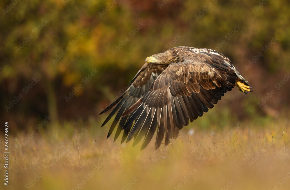 Obraz premium White tailed eagle (Haliaeetus albicilla)