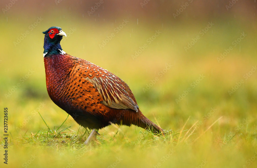 Fototapeta premium Ringneck Pheasant (Phasianus colchicus)