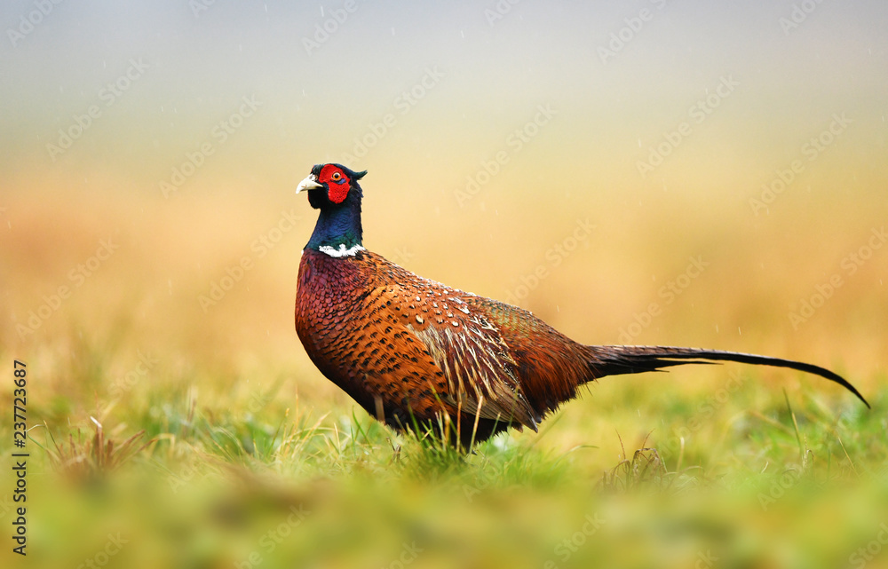 Fototapeta premium Ringneck Pheasant (Phasianus colchicus)