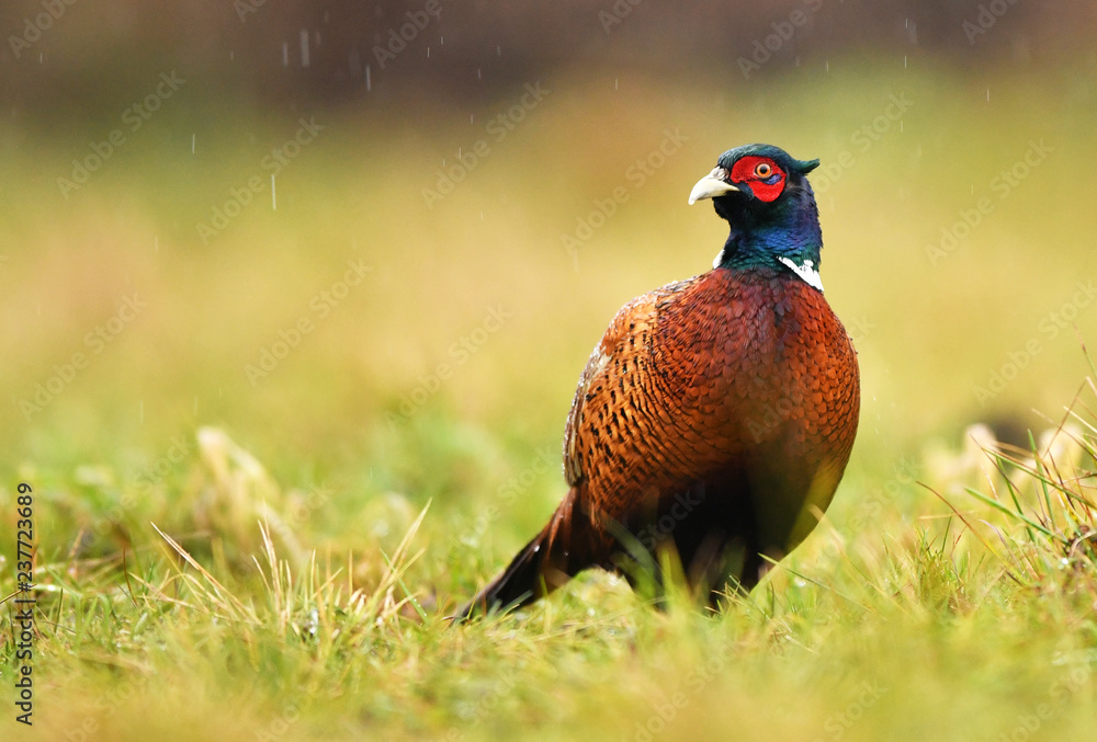 Fototapeta premium Ringneck Pheasant (Phasianus colchicus)