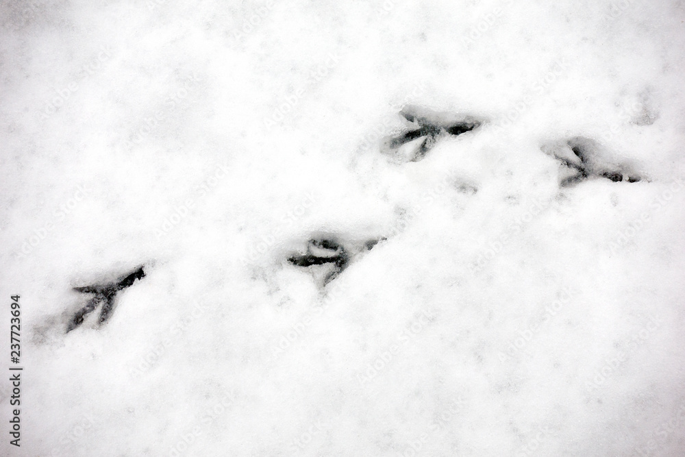 Naklejka premium Traces of birds in snow