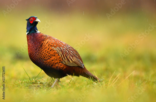 Wallpaper Mural Ringneck Pheasant (Phasianus colchicus) Torontodigital.ca