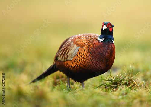 Wallpaper Mural Ringneck Pheasant (Phasianus colchicus) Torontodigital.ca