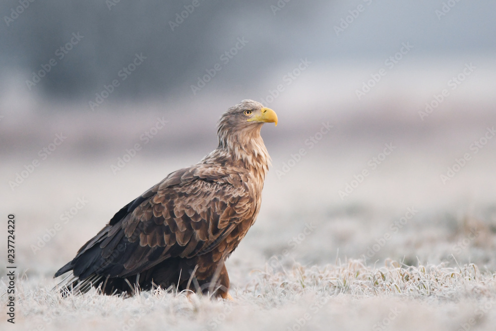 White tailed eagle (Haliaeetus albicilla) White tailed eagle (Haliaeetus albicilla)
