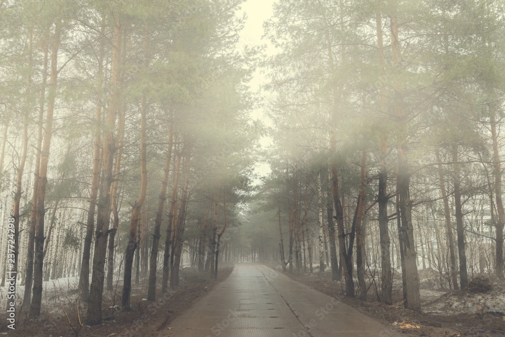 Obraz premium vintage picture of fog in the winter forest
