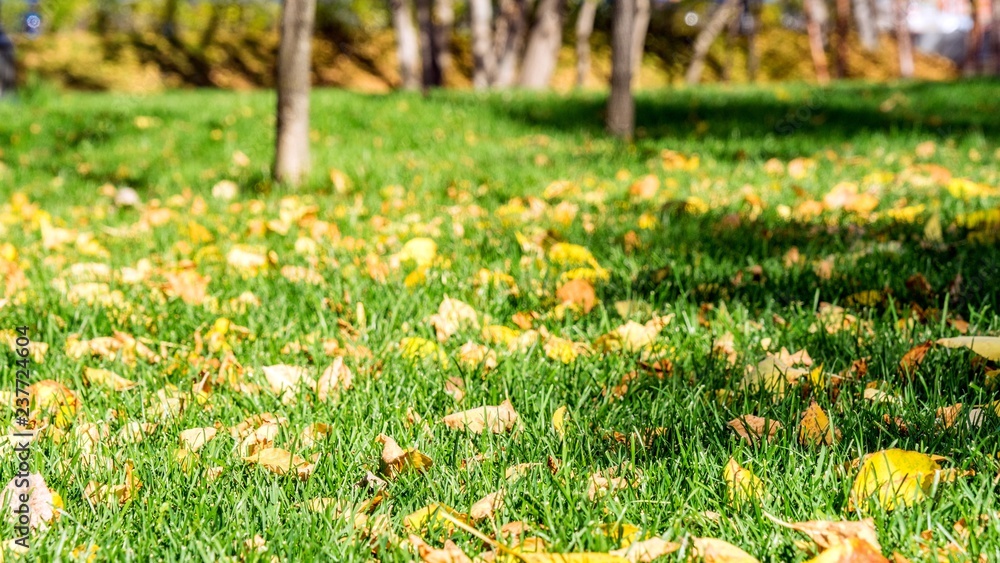 Obraz premium Falling autumn leaves. Autimn in Tomsk.