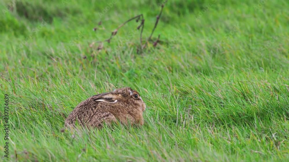 A European hare (Lepus europaeus) or brown hare hiding in long grass in a field A European hare (Lepus europaeus) or brown hare hiding in long grass in a field