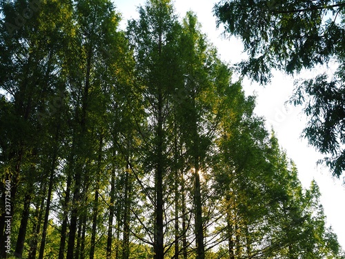 forest scenary of akebono children s forest park Hanno city Saitama Japan