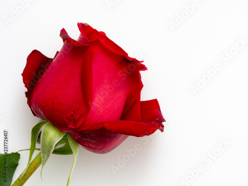 Single beautiful red rose on white