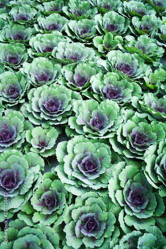cabbages vegetable texture background / colorful ornamental cabbage flower or kale planted
