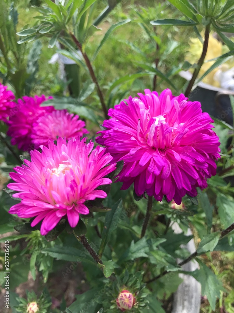 Obraz premium flowers in garden